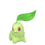 菊草叶