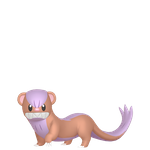 猫鼬少